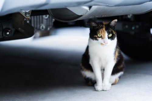 車の下の猫.jpg