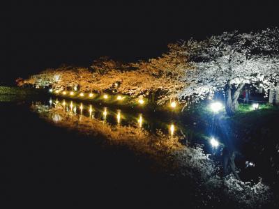 松本城夜桜１.jpg