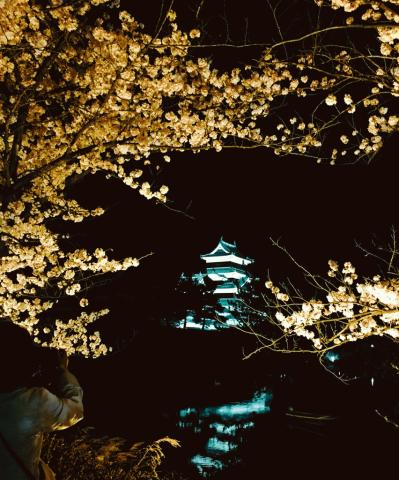 松本城夜桜２.jpg