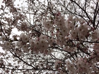 1桜.jpg