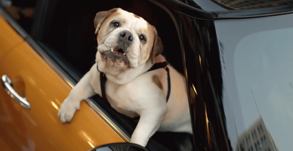 spike-the-bulldog-checks-out-the-new-mini-in-its-first-commercial-video-72960_1.png