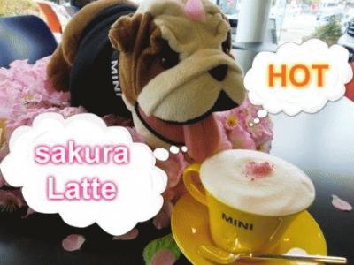 sakura Latte HOT.jpg