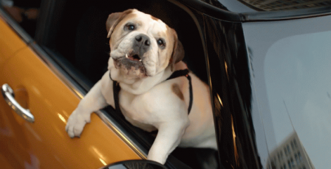 spike-the-bulldog-checks-out-the-new-mini-in-its-first-commercial-video-72960-7.png