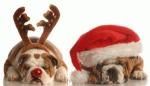 Christmas-dogs-300x173.jpg
