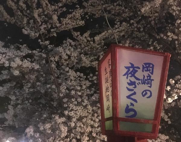岡崎桜.jpg
