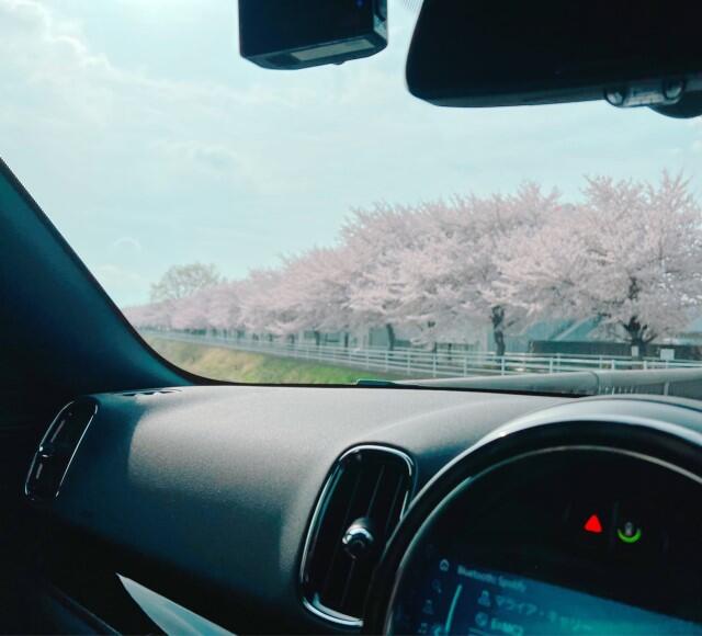桜2022.jpg