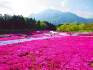 羊山公園芝桜.jpg
