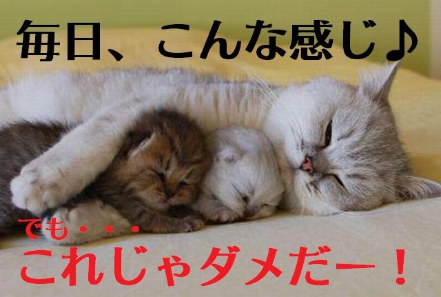funny-cats-sleeping-hugging-cute - コピー.jpg