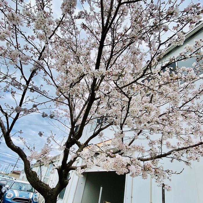 桜2020.JPG