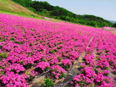 芝桜.jpg