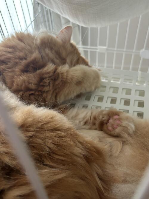 猫.jpeg