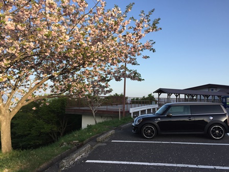 桜とMINI.jpg