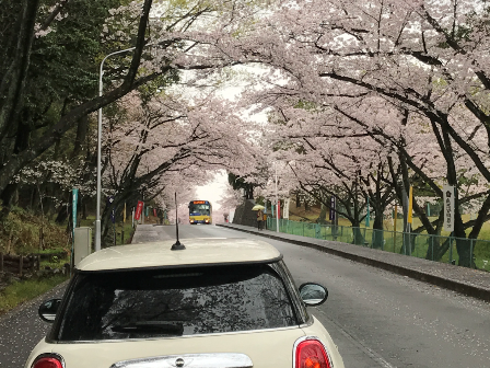 2017桜1.png
