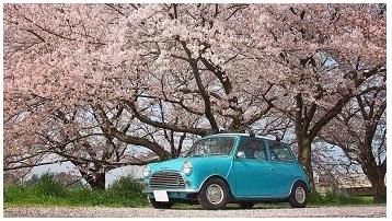 桜ＭＩＮＩ.jpg