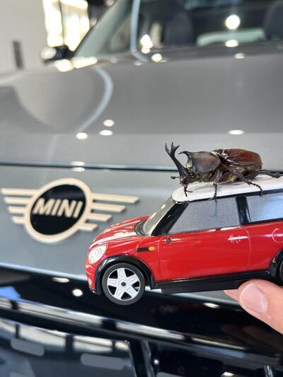 ｶﾌﾞﾄﾑｼ.jpeg