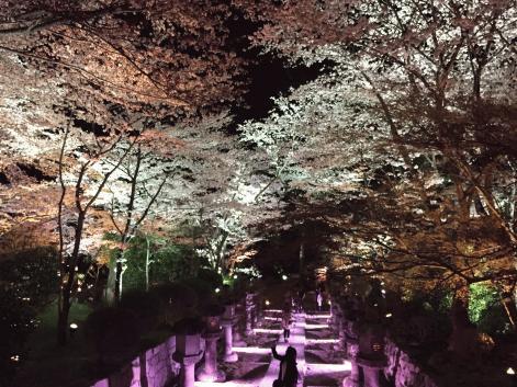 夜桜３-thumb-471x353-240151.jpg