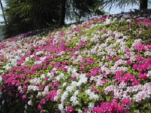 250px-Azalea_of_Maizuru.jpg