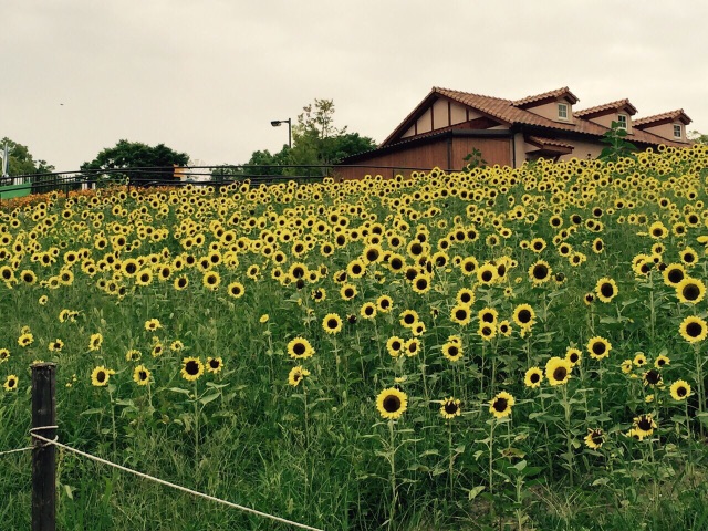 はっしんの夏休み3.jpg