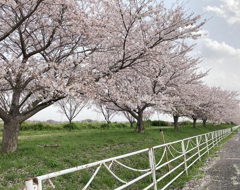 桜2-1.jpg
