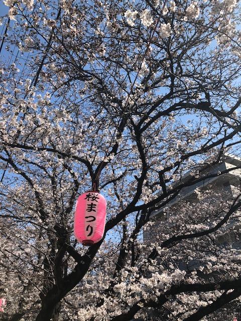 桜1.jpeg