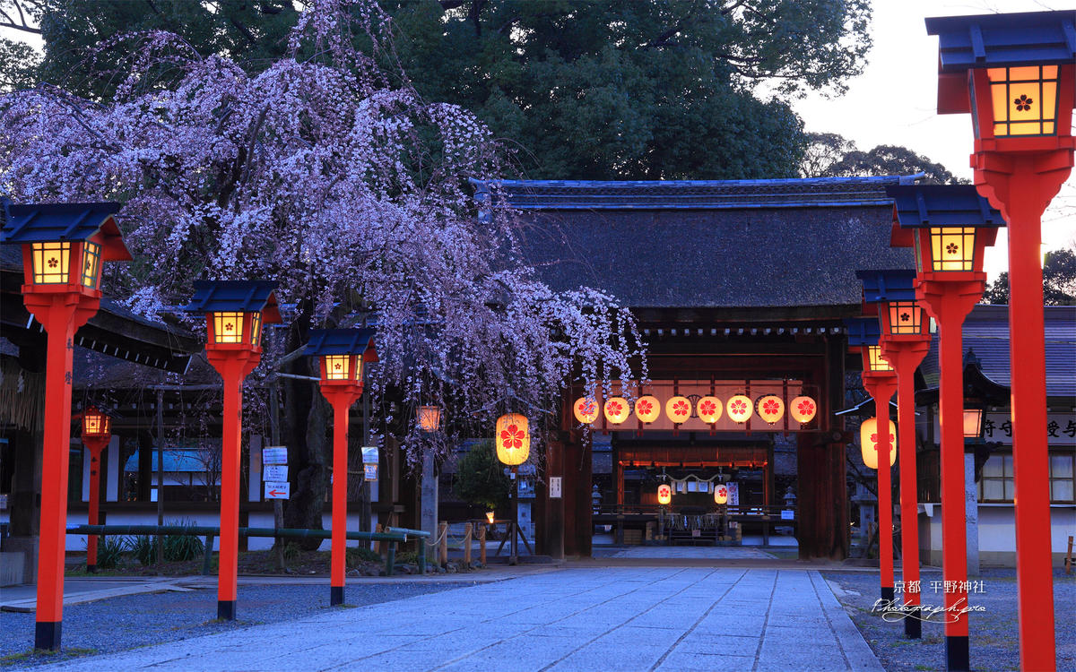平野神社　桜.jpg