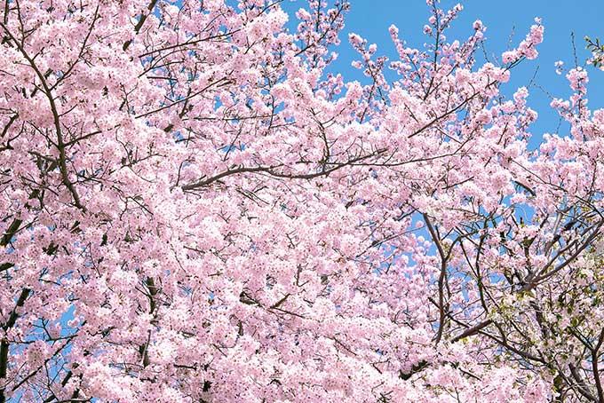 cherry-blossom_00043.jpg