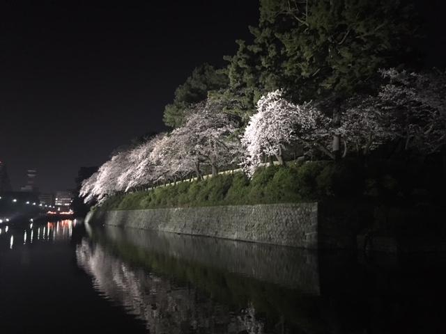 駿府城桜１.JPG