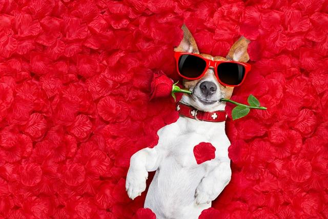 Dogs_Roses_Jack_Russell_terrier_Glasses_Petals_529682_1280x853.jpg