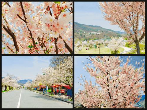 ♪桜♪.jpg