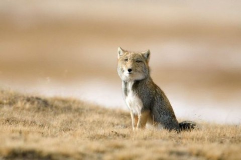 tibetan-fox-piercing-stare02-480x319.jpg