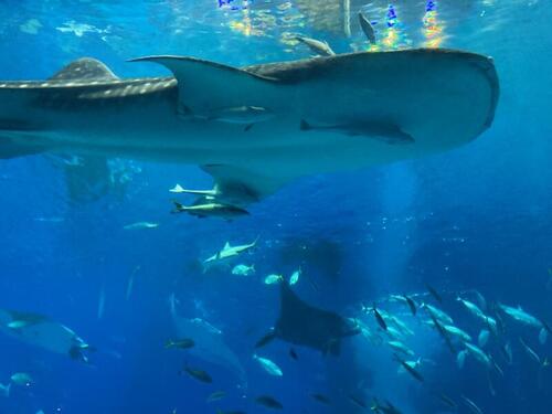 沖縄　サメ.jpg