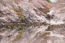 sakura.jpgのサムネイル画像