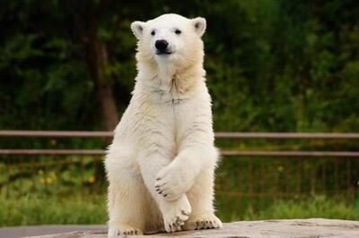 北極熊.jpeg